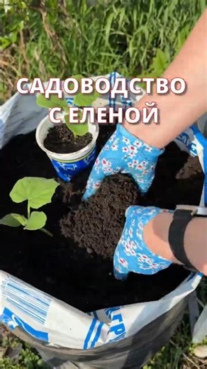 Growing Cucumbers in Bags for a Big Harvest