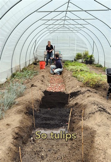 Tulips: A Colorful Addition for Local Gardens