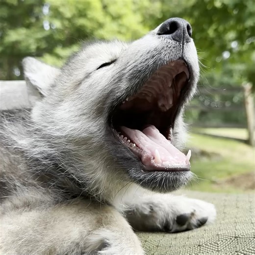 52K views · 4.2K reactions | The best howls are sleepy and squeaky 殺 | Wolf Conservation Center | Facebook