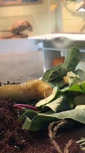 FOODIE FRIDAY: Our banana slug, Moe, loves to eat cucumber! Did you know that banana slugs eat a wide variety of things like dead plants, fungi, and even animal droppings? As decomposers, these slugs will eat and then turn these things into rich soil. #bananaslug #wildlife #soil #foodiefriday #eat | Lindsay Wildlife Experience