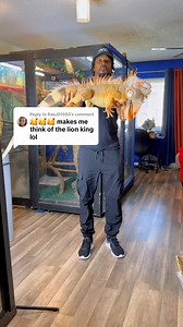 The Iguana King #lizard #exoticpets #reptile #iguana #pet #reptiles #pets #animals #petlovers #foryou #explorepage #RocketTheIguana #petstagram #petsofinstagram | Rocket The Iggy