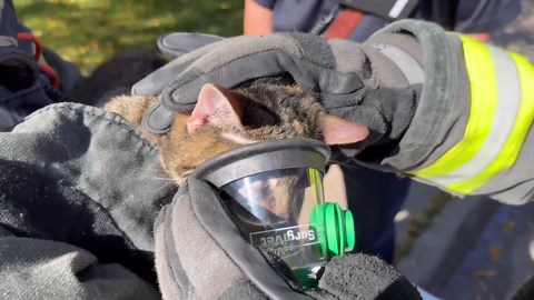 Firefighters give oxygen to cats rescued from fire