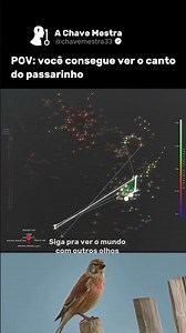 POV: vc consegue ver o canto do passarinho