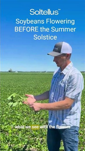 Soybeans Flowering BEFORE the Summer Solstice #farming