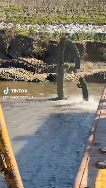 SCARY MOMENT (@scarymoment8) - Large Alligator Jumps into Air from River Platform