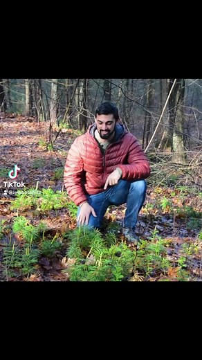 Exploring Club Mosses: Dendrolycopodium Obscurum and More