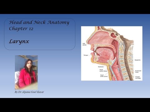 12. Anatomy of Larynx | Muscles of Larynx | Nerve supply of Larynx | Vocal Cords | Rima Glottidis