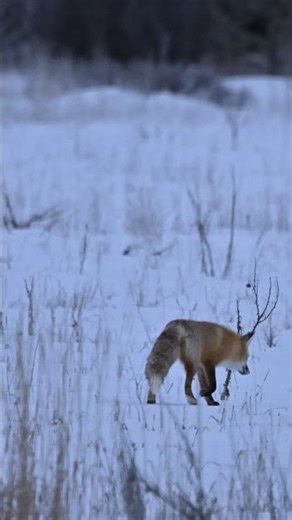Red Fox Hunting in Fresh Snow