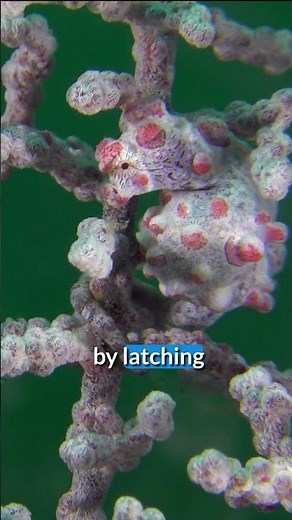 Weird Fish