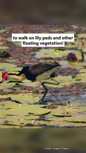 Jacanas have HUGE toes! #birds #jesus