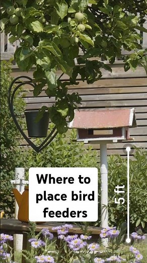 Where to place bird feeders #birdfeeder