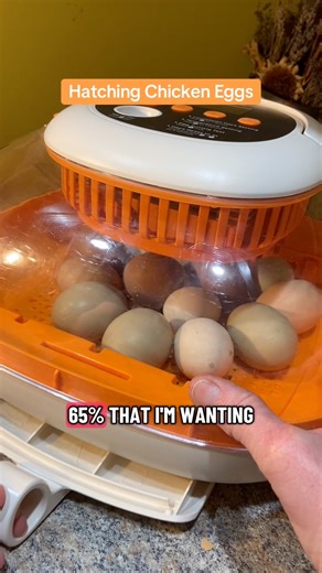 A few tips for hatching chicken eggs at home🐥🐓 #chickens #raisingchickens #hatchingeggs #chickenlady #backyardchickens #incubatingeggs #chickenkeeping | Gardening With Deea