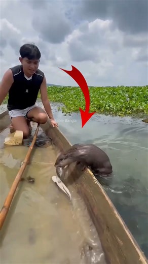 এটি ভিয়েতনামের সবচেয়ে বুদ্ধিমান ওটার | Otter Fishing
