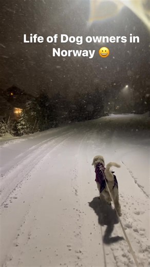 Dog owners life in Norway 😀 | Norway: Blessed with Nature