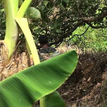 Phát Hiện 1 Cục Đỏ Rực #lamrayvabaychim #chimhutmat #birds