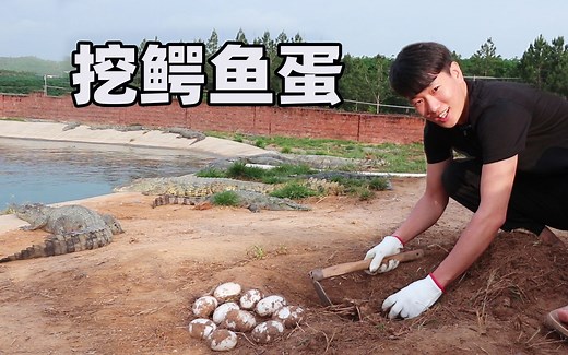 30元一个的鳄鱼蛋，原来是拿个棍子从母鳄鱼那抢来的，味道好吃吗