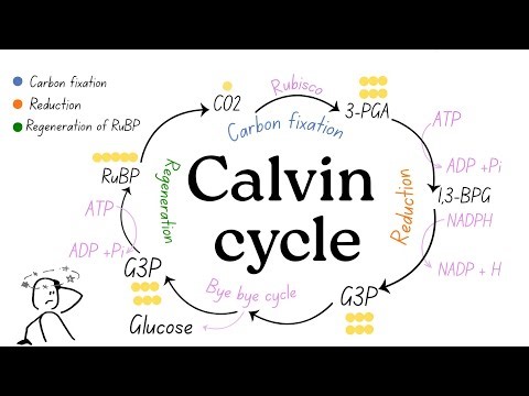 Calvin cycle - شرح بالعربي