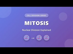 Mitosis Explained: Nuclear Division & Cell Growth | Cell Division Series