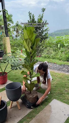 Plantas para decorar tu hogar y jardín