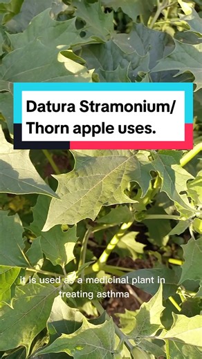 Datura Stramonium: Uses, Poisonous Plant, and Asthma Treatment