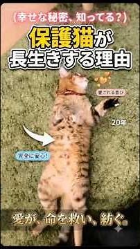 Scientifically Proven! Why Rescue Cats Live Longer #LifeWithCats #RescueCats #CatFacts