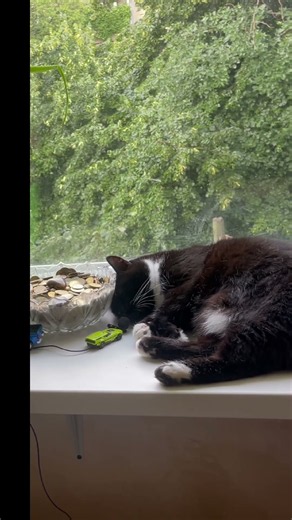 Golden purrs. Sweet dreams. Purring Cat sounds for relaxation. Relaxing video for sleep Sunday