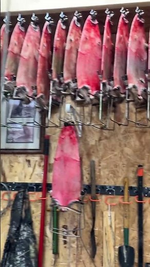 Stacking up muskrats in the fur shed. #trapping