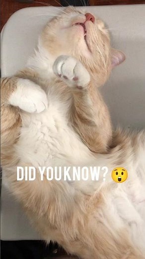 Why Cat Purring is Magic? ✨ (Scientific Fact)