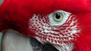 Extreme Closeup of Red and Green Macaw (Ara chloropterus) in Iguazu Falls, Brasil - Argentina - 3 Scene Clip Pack Collection