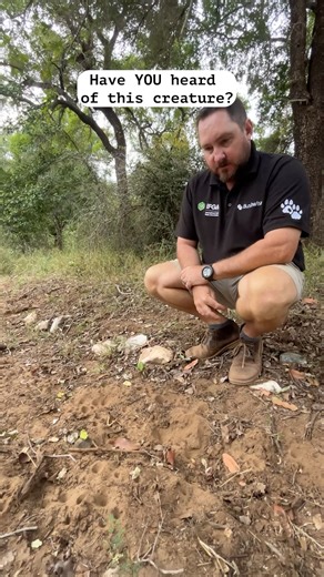 Meet nature’s tiny trap masters! 🕳️✨ Trainer @wayno_the_mayno breaks down the wild science of antlions… These little predators are WAY cooler than you think. Ever spotted their pits in the sand? Drop a 🐜⬇️ if you have! Out Here: We Live 🐾 #Bushwise #TinyButMighty #NatureFacts #SafariScience #WildlifeWonder #Antlion #FieldGuideFridays | Bushwise