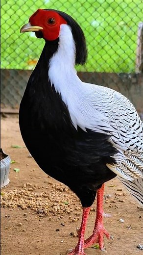 Stunning Silver Pheasant Close Up in 4K | Nature Close Up. #pheasant #exoticbirds