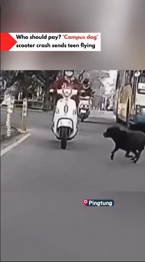 Who should pay? 'Campus dog' scooter crash sends teen flying