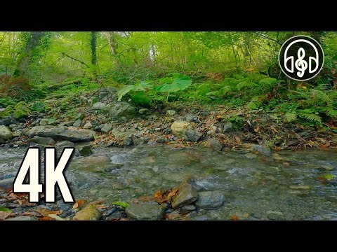 Forest stream with birdsong. Nature sounds for sleep and relaxation.