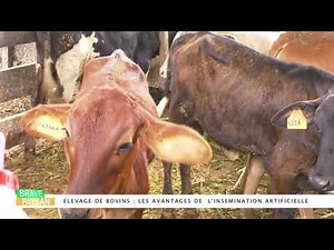 TECHNIQUE DE TRAITE MANUELLE DE VACHE