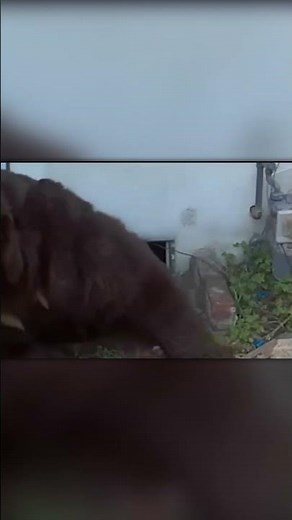 This Bear Chose a Basement Instead of a Den