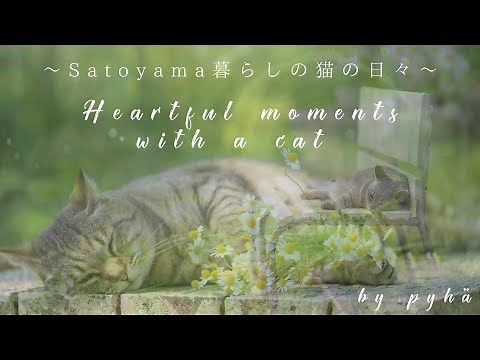 癒しネコ写真スライドショー ～Satoyama暮らしの猫の日々～ / Heartful moments with a cat by pyhä