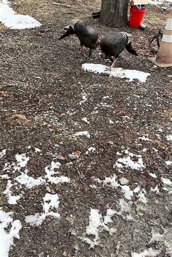 Feeding wild turkeys!