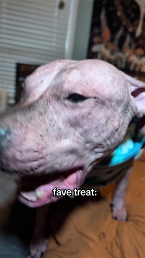 Sound Challenges with a Hairless Dog