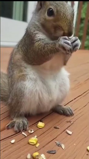 Smash Bros classic mode squirrel ending