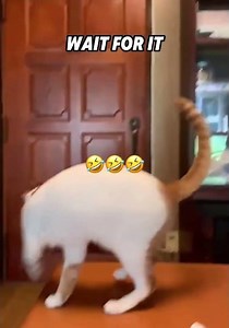 This Cat is TOO Smart for Its Own Good – You Won’t Believe What It Does!🤣🤣🤣