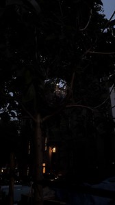 Greg (@gregory.nyc)’s video of mirrorball