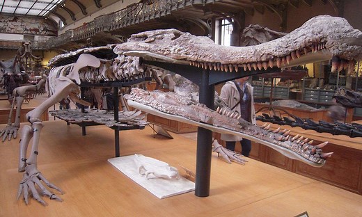 Meet Sarcosuchus, the 10-Ton SuperCroc
