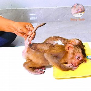 15 reactions · 11 comments | Charlie's diarrhea is getting worse, what should I do. | Monkey Charlie | Facebook