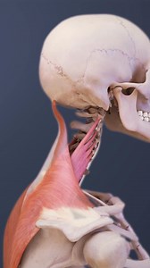 20K views · 187 reactions | Do you know what is causing your stiff neck?  | Spine-health | Facebook