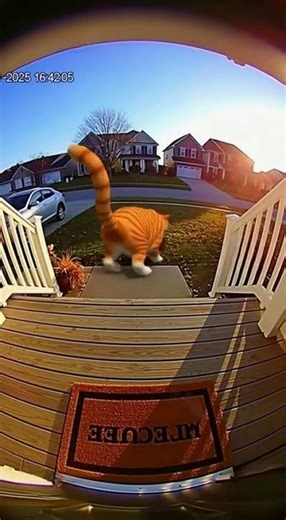 Giant Cat Gets Fired Up by Exploding Welcome Mat