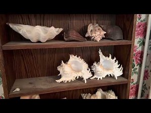 Sea shell collection coming to auction.