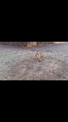 Coyote Academy on Reels