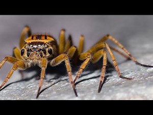 How to Identify and Understand Hobo Spiders: Coloring, Web, and Bite