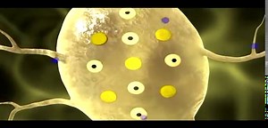 Resting Membrane Potential | Biology for Majors II