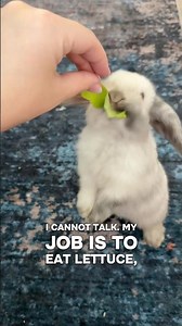 I am in fact a real bunny!